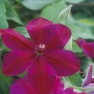 Wonderful Westerplatte Beautiful Flower Garden Plant