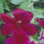 Wonderful Westerplatte Beautiful Flower Garden Plant