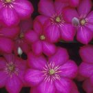 Wonderful Ville De Lyon Beautiful Flower Garden Plant