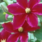 Wonderful Sunset Beautiful Flower Garden Plant