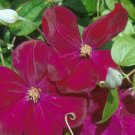 Wonderful Rouge Cardinal Beautiful Flower Garden Plant