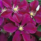 Wonderful Niobe Beautiful Flower Garden Plant