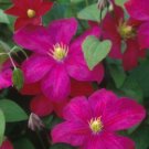 Wonderful Mme Edouard Andre Beautiful Flower Garden Plant