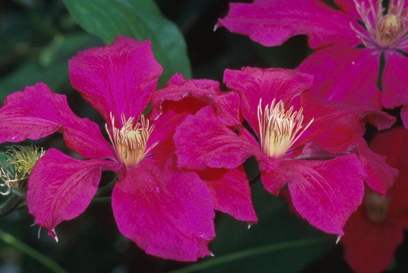 Wonderful Ernest Markham Beautiful Flower Garden Plant