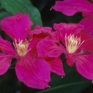 Wonderful Ernest Markham Beautiful Flower Garden Plant