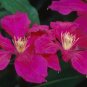 Wonderful Ernest Markham Beautiful Flower Garden Plant
