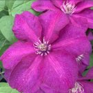 Wonderful Cardinal Wyszynski Beautiful Flower Garden Plant