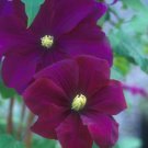 Wonderful Warsaw Nike Beautiful Flower Garden Plant