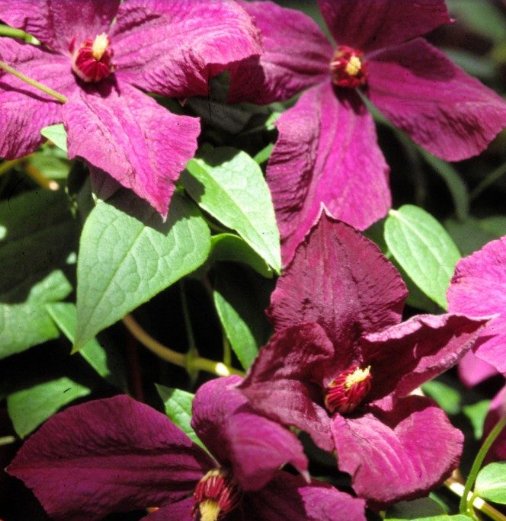 Wonderful Viticella Polish Spirit Beautiful Flower Garden Plant