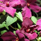 Wonderful Viticella Polish Spirit Beautiful Flower Garden Plant