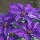 Wonderful The President Beautiful Flower Garden Plant