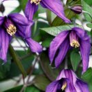 Wonderful Petit Faucon Beautiful Flower Garden Plant