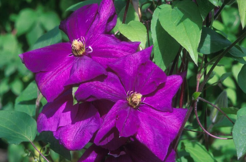 Wonderful Perrins Pride Beautiful Flower Garden Plant