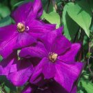 Wonderful Perrins Pride Beautiful Flower Garden Plant