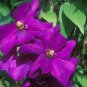 Wonderful Perrins Pride Beautiful Flower Garden Plant