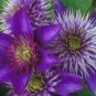Wonderful Multi Blue Beautiful Flower Garden Plant