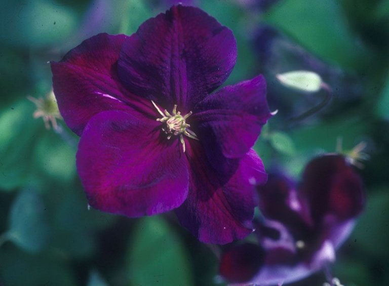 Wonderful Jackmanii Superba Beautiful Flower Garden Plant