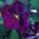 Wonderful Jackmanii Superba Beautiful Flower Garden Plant