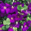 Wonderful Jackmanii Beautiful Flower Garden Plant