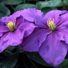 Wonderful General Sikorski Beautiful Flower Garden Plant
