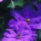 Wonderful Elsa Spath Beautiful Flower Garden Plant