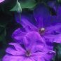 Wonderful Elsa Spath Beautiful Flower Garden Plant