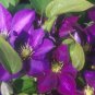 Wonderful Daniel Deronda Beautiful Flower Garden Plant