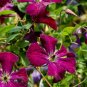 Wonderful Viticella Royal Velours Beautiful Flower Garden Plant