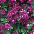 Wonderful Viticella Purpurea Plena Elegans Beautiful Flower Garden Plant