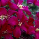 Wonderful Viticella Mme Julia Correvon Beautiful Flower Garden Plant