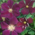 Wonderful Viticella Etoile Violette Beautiful Flower Garden Plant