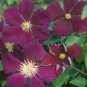 Wonderful Viticella Etoile Violette Beautiful Flower Garden Plant