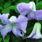 Wonderful Viticella Betty Corning Beautiful Flower Garden Plant