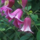 Wonderful Texensis Etoile Rose Beautiful Flower Garden Plant