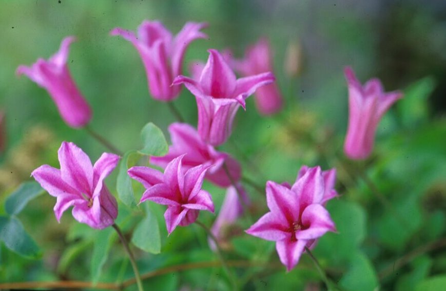 Wonderful Texensis Duchess of Albany Beautiful Flower Garden Plant