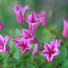 Wonderful Texensis Duchess of Albany Beautiful Flower Garden Plant