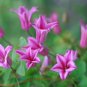 Wonderful Texensis Duchess of Albany Beautiful Flower Garden Plant