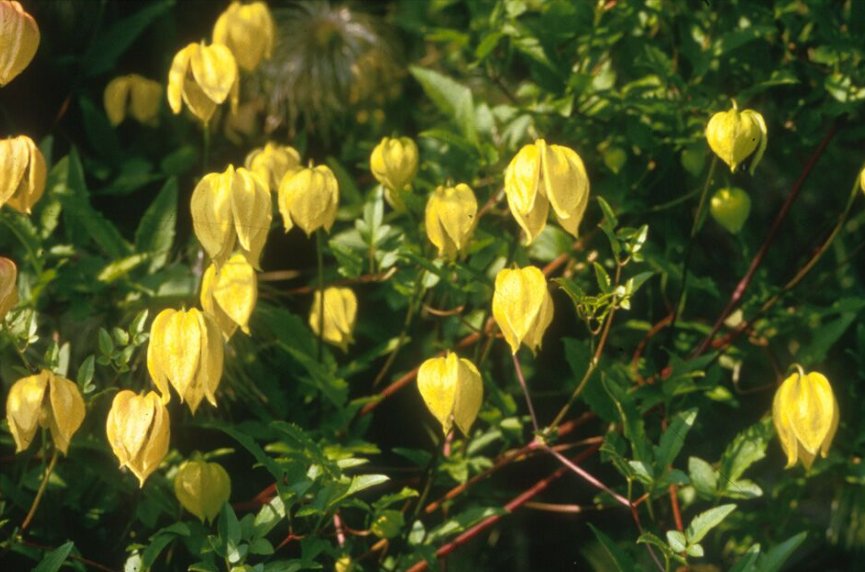 Wonderful Tangutica Beautiful Flower Garden Plant