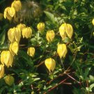 Wonderful Tangutica Beautiful Flower Garden Plant