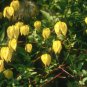 Wonderful Tangutica Beautiful Flower Garden Plant