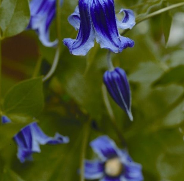 Wonderful Roguchi Beautiful Flower Garden Plant