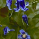 Wonderful Roguchi Beautiful Flower Garden Plant