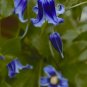 Wonderful Roguchi Beautiful Flower Garden Plant
