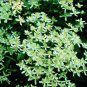 Wonderful Paniculata Beautiful Flower Garden Plant