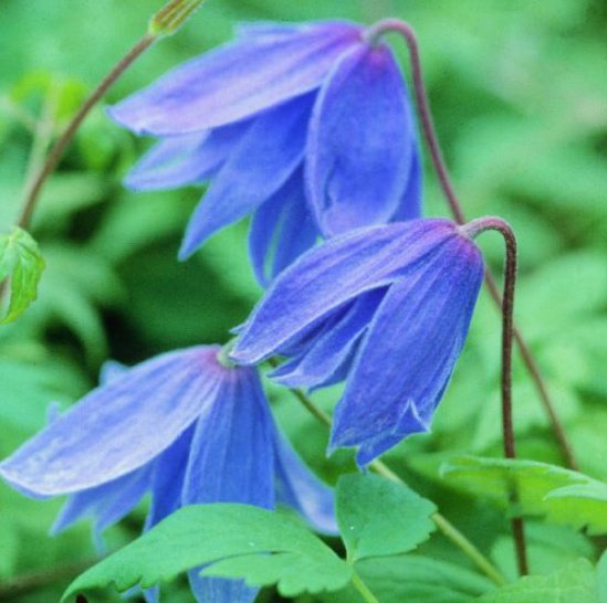 Wonderful Macropetala Blue Beautiful Flower Garden Plant