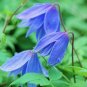 Wonderful Macropetala Blue Beautiful Flower Garden Plant