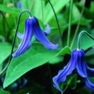 Wonderful Integrifolia Beautiful Flower Garden Plant