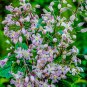 Wonderful Heracleifolia Mrs Robert Brydon Beautiful Flower Garden Plant