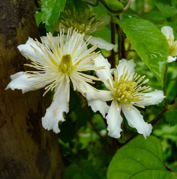 Wonderful Fargesioides Beautiful Flower Garden Plant