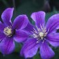 Wonderful Arabella Beautiful Flower Garden Plant